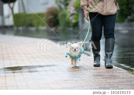 雨の中、お散歩に行く飼い主さんとレインウェアを着た犬 雨の中、お散歩に行く飼い主さんとレインウェアを着た犬 101819133