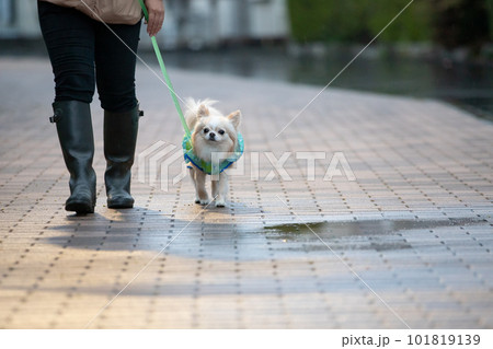 雨の中、お散歩に行く飼い主さんとレインウェアを着た犬 101819139