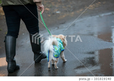 雨の中、お散歩に行く飼い主さんとレインウェアを着た犬 雨の中、お散歩に行く飼い主さんとレインウェアを着た犬 101819140