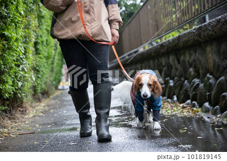 雨の中、お散歩に行く飼い主さんとレインウェアを着た犬 雨の中、お散歩に行く飼い主さんとレインウェアを着た犬 101819145