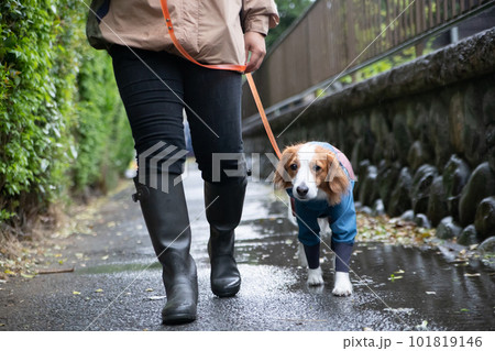 雨の中、お散歩に行く飼い主さんとレインウェアを着た犬 雨の中、お散歩に行く飼い主さんとレインウェアを着た犬 101819146