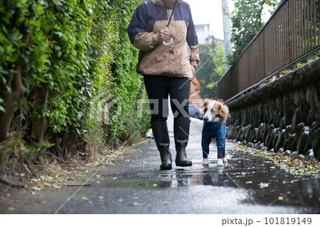 雨の中、お散歩に行く飼い主さんとレインウェアを着た犬 雨の中、お散歩に行く飼い主さんとレインウェアを着た犬 101819149