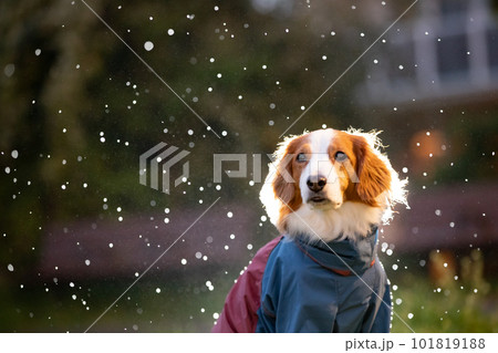 夕暮れに撮影した雨の中の犬 逆光ライトで雨を強調 夕暮れに撮影した雨の中の犬 逆光ライトで雨を強調 101819188