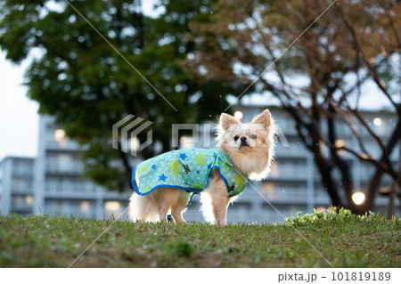 夕暮れに撮影した雨の中の犬　逆光ライトで雨を強調 101819189