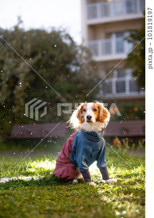 夕暮れに撮影した雨の中の犬　逆光ライトで雨を強調 101819197
