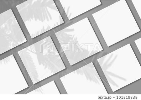 Natural light casts shadows from the tui branch on several square sheets of white paper lying on a grey textured background. Mockup 101819338
