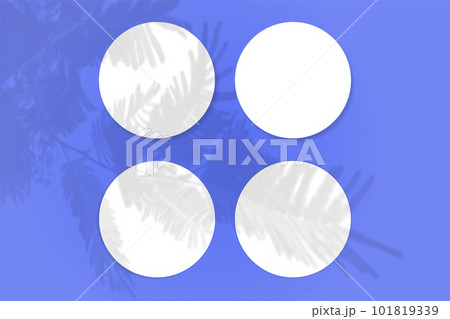 Natural light casts shadows from the tui branch on 4 round sheets of white paper lying on a blue textured background. Mockup 101819339
