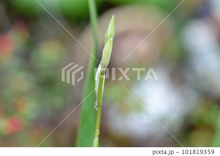 地生ラン 地生ラン 101819359