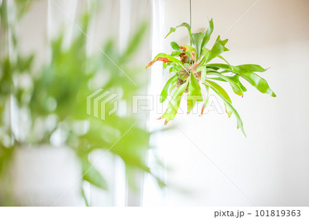 窓辺に吊り下げられたコウモリラン ビカクシダ 101819363