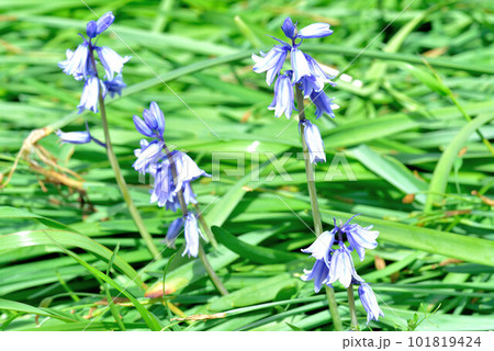 イングリッシュブルーベル イングリッシュブルーベル 101819424