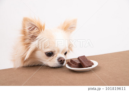 犬が食べていけない食材の《チョコレート》を目の前にする犬 犬が食べていけない食材の《チョコレート》を目の前にする犬 101819611