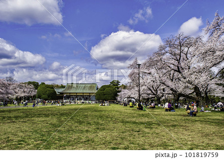 東京都　小金井公園　たてもの園前広場　満開の桜　さくら名勝百選 101819759