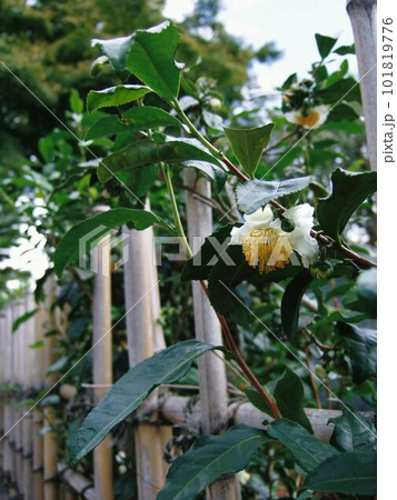 建仁寺に咲いていたお茶の花 101819776