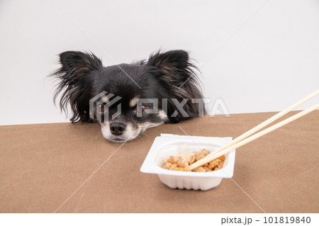 発酵食品の納豆を前にしている犬 発酵食品の納豆を前にしている犬 101819840