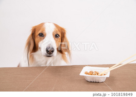 発酵食品の納豆を前にしている犬 101819849