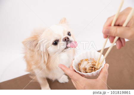 発酵食品の納豆を前にしている犬 発酵食品の納豆を前にしている犬 101819861