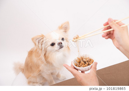 発酵食品の納豆を前にしている犬 発酵食品の納豆を前にしている犬 101819865