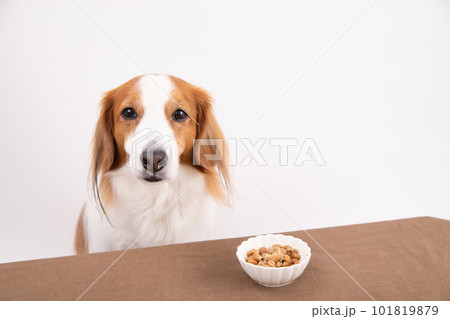 発酵食品の納豆を前にしている犬 発酵食品の納豆を前にしている犬 101819879