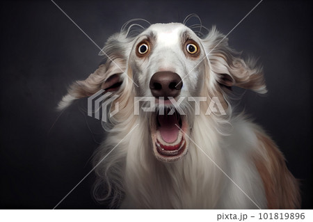Shocked Irish wolfhound close up portrait. Shocked Irish wolfhound close up portrait. 101819896