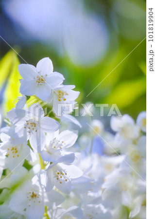 白い花_縦 白い花_縦 101819904
