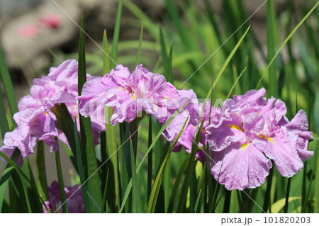 風情のある花姿は日本的な美しさー壱 101820203