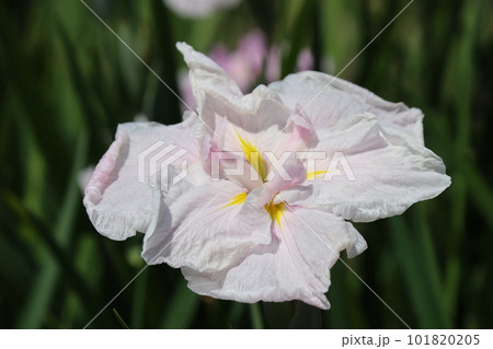 梅雨のころによく似合うパステルカラーの花菖蒲ー九 101820205