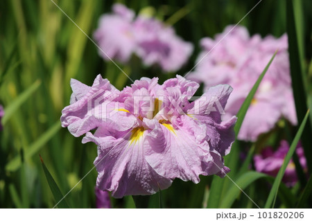 梅雨のころによく似合う紫色の花菖蒲ー八 梅雨のころによく似合う紫色の花菖蒲ー八 101820206
