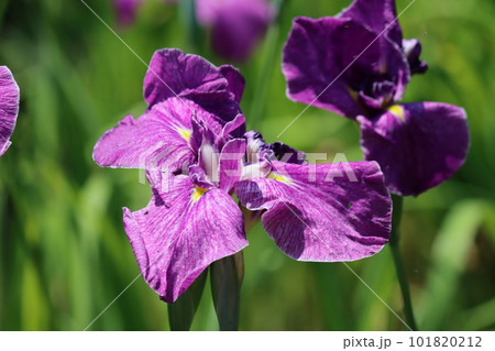 梅雨のころによく似合う紫色の花菖蒲ー四 101820212