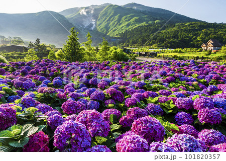 Purple hydrangea flowers bloom beautifully in Jhuzihu of Yangmingshan National Park, Taiwan.  101820357