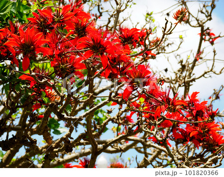 デイゴの花 デイゴの花 101820366