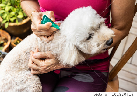 Close-up of person applying ticks, lice and mites control medicine on poodle pet dog Close-up of person applying ticks, lice and mites control medicine on poodle pet dog 101820715