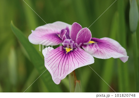 風情のある花姿は日本的な美しさー九 風情のある花姿は日本的な美しさー九 101820748