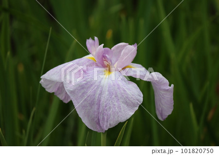 風情のある花姿は日本的な美しさー七 101820750