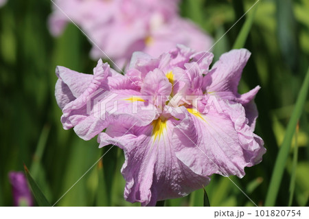 風情のある花姿は日本的な美しさー参 101820754