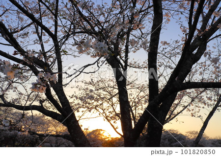 夕日に映える桜 花 青空 夕日 夕日に映える桜 花 青空 夕日 101820850