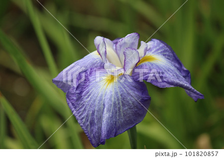 多彩な色彩が華やかさを演出するハナショウブー壱 多彩な色彩が華やかさを演出するハナショウブー壱 101820857