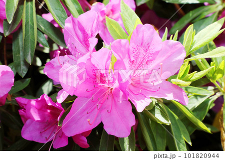 満開のツツジ 満開のツツジ 101820944
