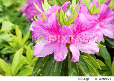 満開のツツジ 満開のツツジ 101820954