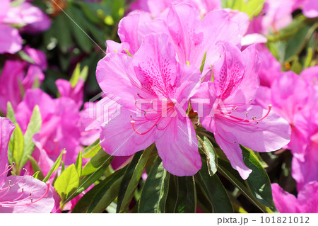 満開のツツジ 満開のツツジ 101821012