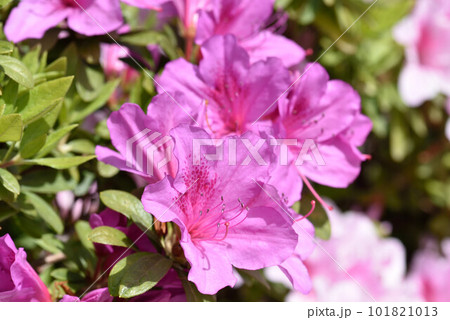 ツツジ ツツジ 101821013