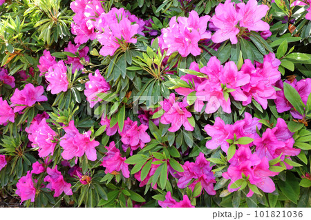 満開のツツジ 満開のツツジ 101821036