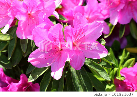 満開のツツジ 満開のツツジ 101821037