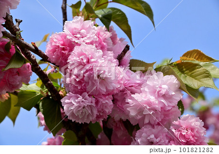 飛鳥川の藤原京大橋の桜並木(八重桜) 飛鳥川の藤原京大橋の桜並木(八重桜) 101821282