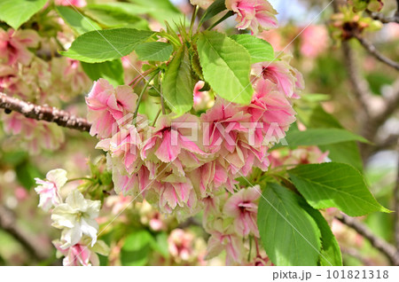 飛鳥川の藤原京大橋の桜並木に咲く御衣黄 飛鳥川の藤原京大橋の桜並木に咲く御衣黄 101821318