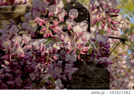 藤棚で満開に咲く藤の花　クローズアップ 101821362