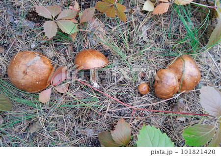 A group of tiny wild mushrooms among the green grass in a forest clearing. Magic background of the enchanted forest scene. 101821420