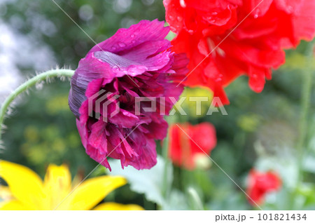 Close up of beautiful, puple, blooming poppies in a natural field Close up of beautiful, puple, blooming poppies in a natural field 101821434