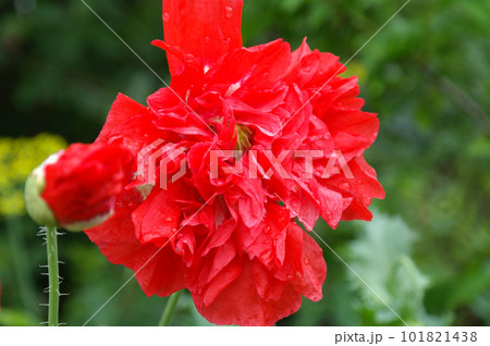 Close up of beautiful, red, blooming poppies in a natural field 101821438