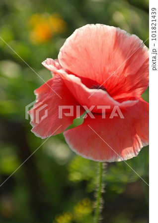 Close up of beautiful, red, blooming poppies in a natural field Close up of beautiful, red, blooming poppies in a natural field 101821439