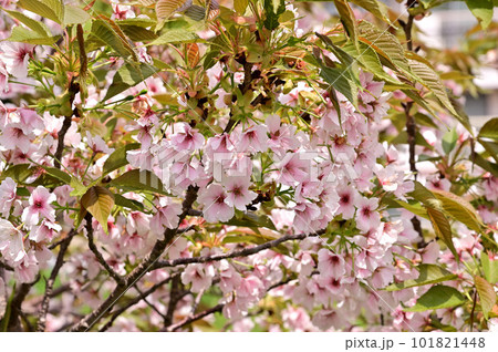 飛鳥川の藤原京大橋の桜並木に咲くオオシマザクラ 101821448